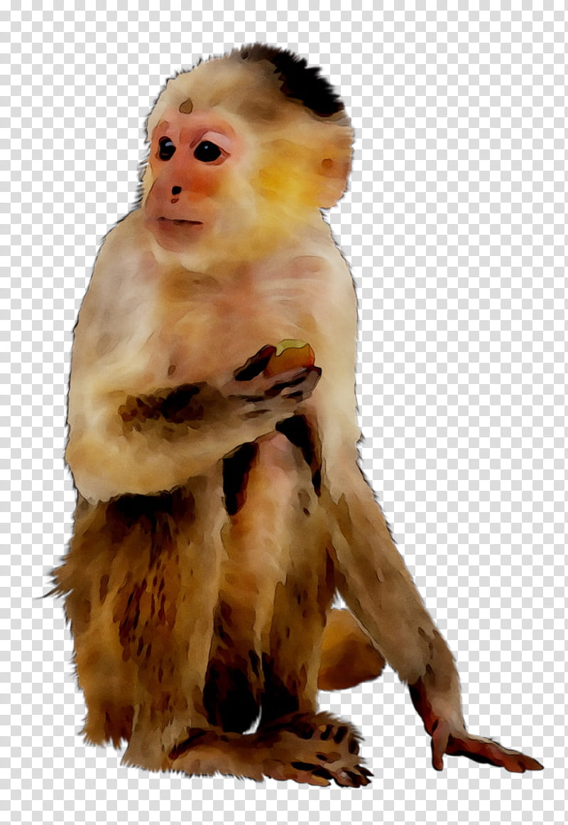 Mexico City, Macaque, National Autonomous University Of Mexico, New World Monkeys, Old World Monkeys, Human, Veterinary Medicine, Animal transparent background PNG clipart