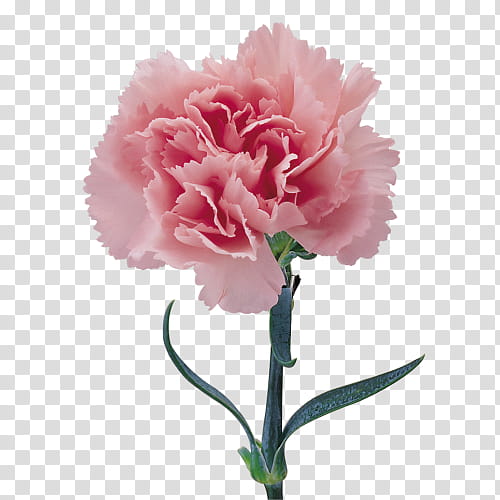 Pink Flowers, Carnation, Cut Flowers, Flower Bouquet, Festival Of The Flowers, Floral Design, Mothers Day, Choix Des Plus Belles Fleurs transparent background PNG clipart