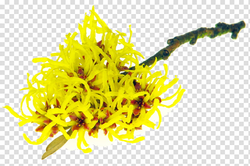 Yellow Flower, American Witchhazel, Lotion, Skin, Extract, Cosmetics, Astringent, Herbal Distillate transparent background PNG clipart