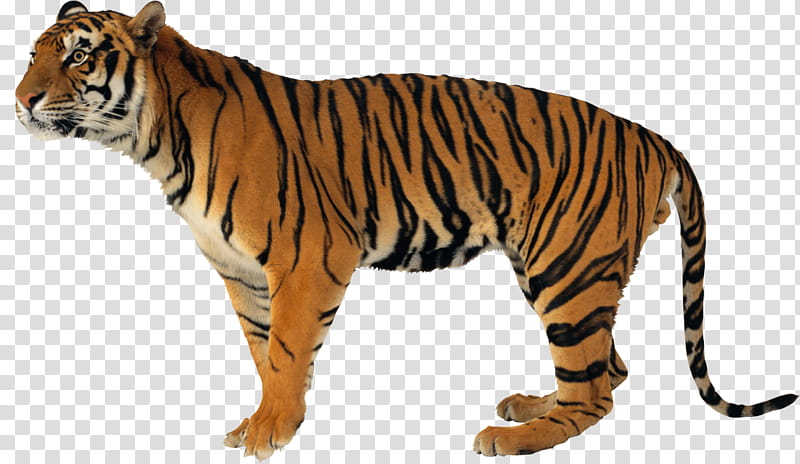 Lion Drawing, Jaguar, Leopard, Bengal Tiger, Malayan Tiger, Wildlife, Siberian Tiger, Animal Figure transparent background PNG clipart