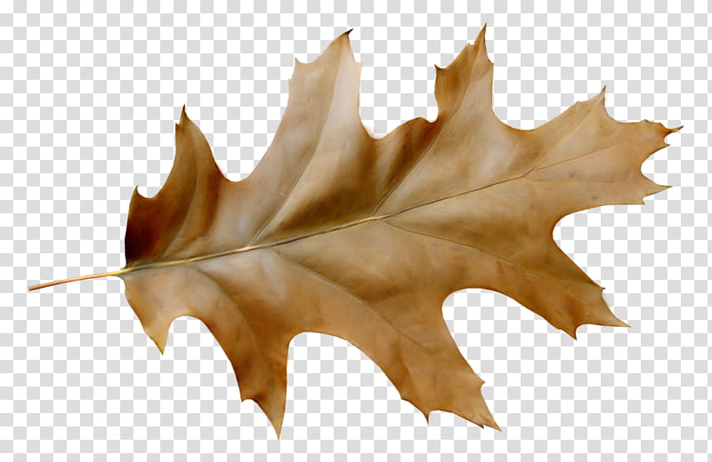 Oak Tree Drawing, Leaf, Watercolor Painting, Autumn, Acorn, Plants, Autumn Leaf Color, Maple Leaf transparent background PNG clipart