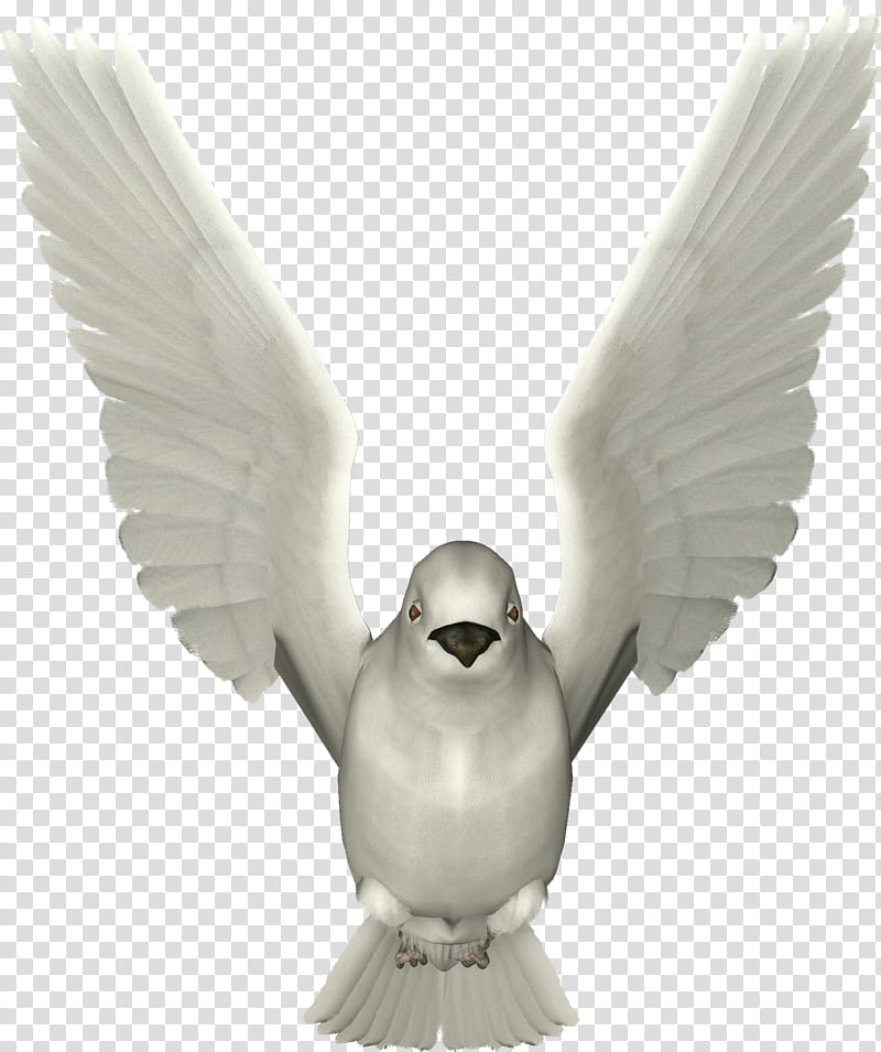 Doves, white pigeon transparent background PNG clipart