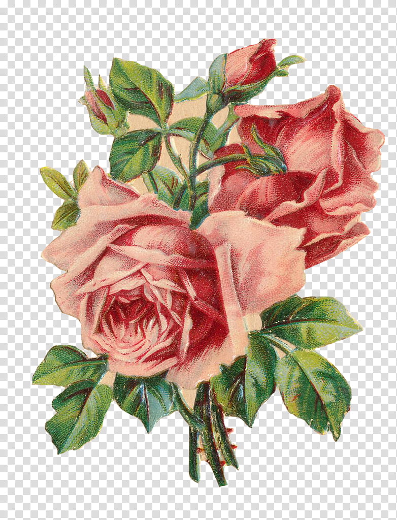 Watercolor Pink Flowers, Garden Roses, Floral Design, Frames, Cabbage Rose, Vase, Floribunda, Watercolor Painting transparent background PNG clipart