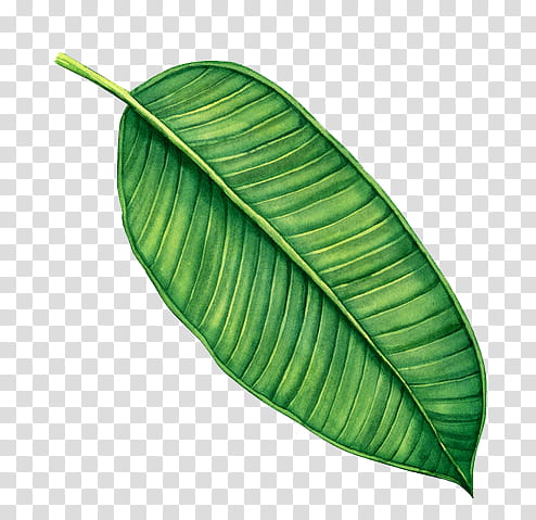 green leaf transparent background PNG clipart
