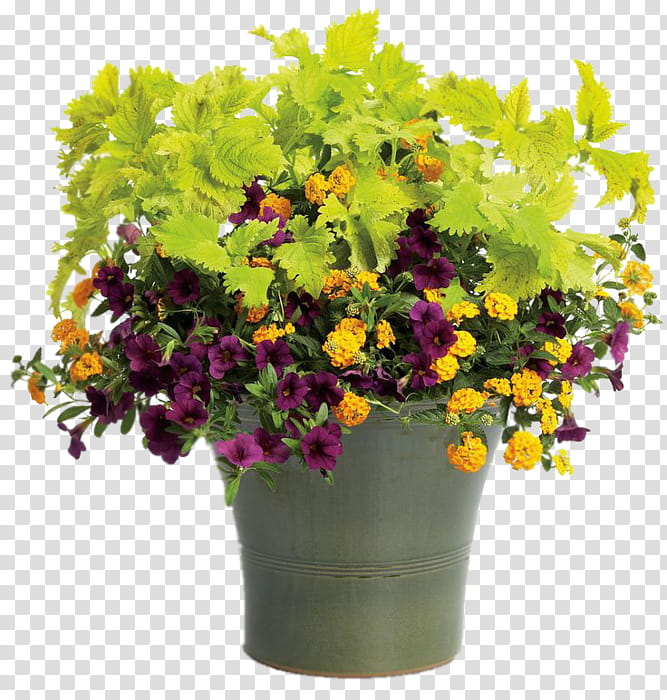 Flowers, Container Garden, Window Box, Flowerpot, Rose, Flower Bouquet, Plants, Gardening transparent background PNG clipart