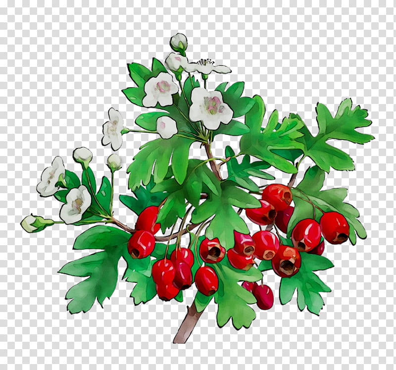 Floral Flower, Cut Flowers, Floral Design, Fruit, Plants, Hawthorn, Chinese Hawthorn, Branch transparent background PNG clipart