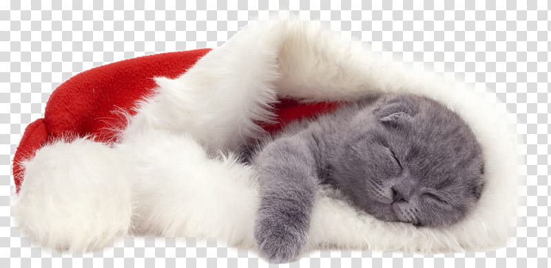 Dog And Cat, Collar, Kitten, Scottish Fold, Siamese Cat, Santa Claus, Christmas Day, Cuteness transparent background PNG clipart