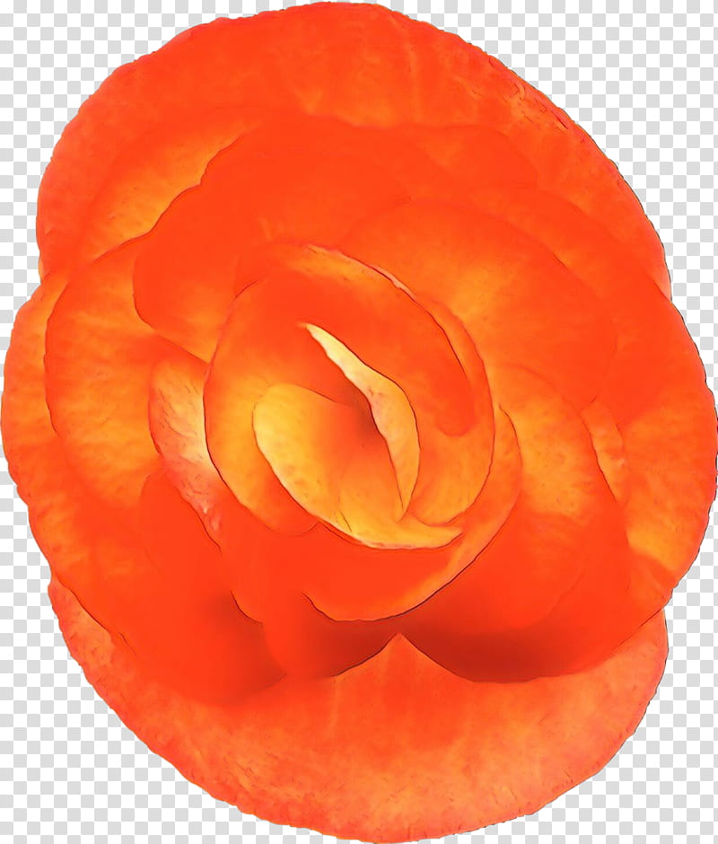 Orange, Petal, Yellow, Peach, Plant, Flower, Rose, Carving transparent background PNG clipart