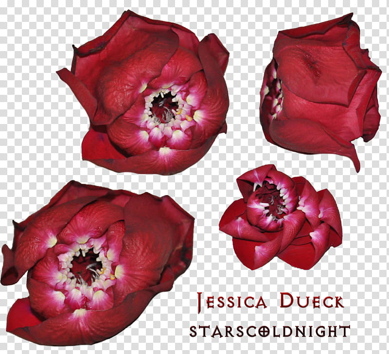 Thorn Roses, red flowers collage transparent background PNG clipart