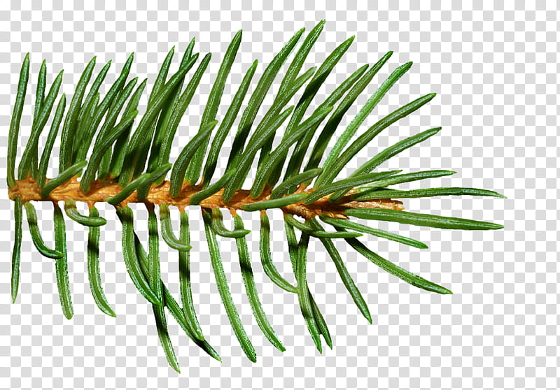 Fir, green linear leaves transparent background PNG clipart