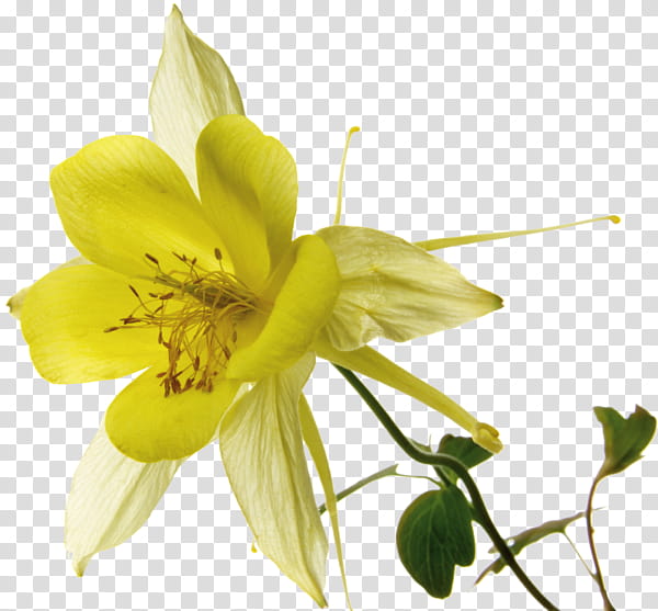 Flower Drawing, Shoeblackplant, Rosemallows, Petal, Yellow, Wildflower, Pedicel, Hypericum transparent background PNG clipart