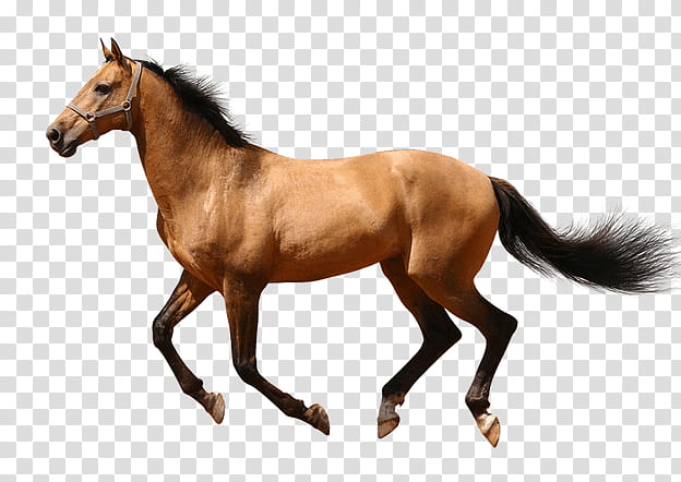 Web Design, Arabian Horse, Daliboz, Pony, Trot, Animal Figure, Mare, Mane transparent background PNG clipart