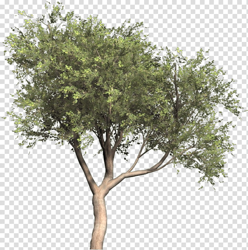 Olive Tree Drawing, Olea Oleaster, Olea Maderensis, Architecture, Landscape, Landscape Architecture, Woody Plant, Branch transparent background PNG clipart