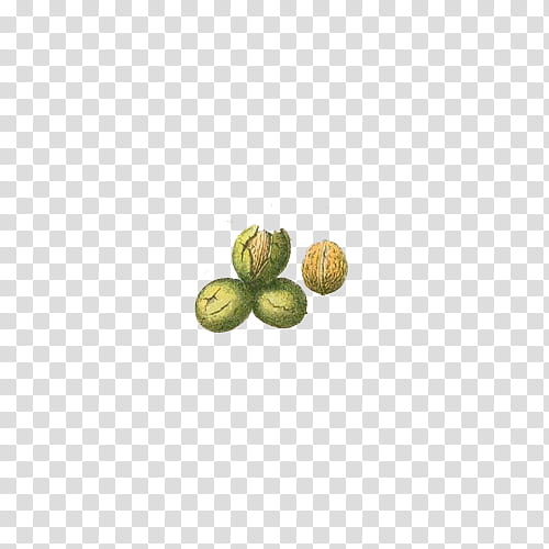 Fruit, green and brown nuts illustration transparent background PNG clipart