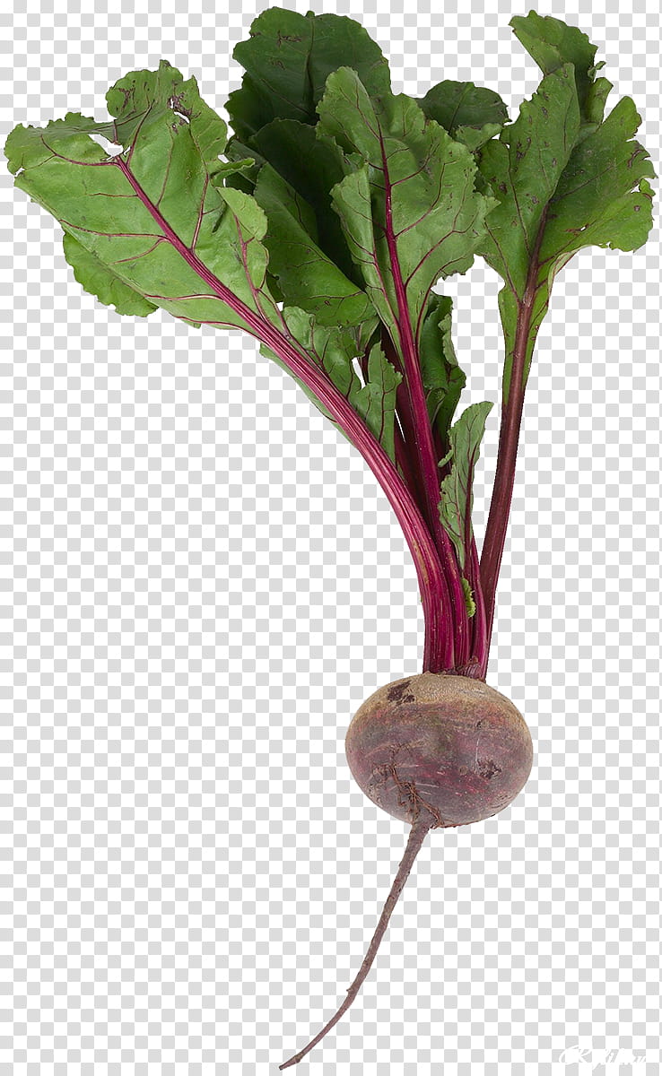 radish beet beetroot beet greens turnip, Vegetable, Chard, Leaf, Leaf Vegetable, Plant transparent background PNG clipart