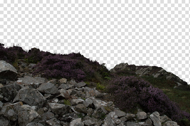 Rock and Heather Foreground transparent background PNG clipart