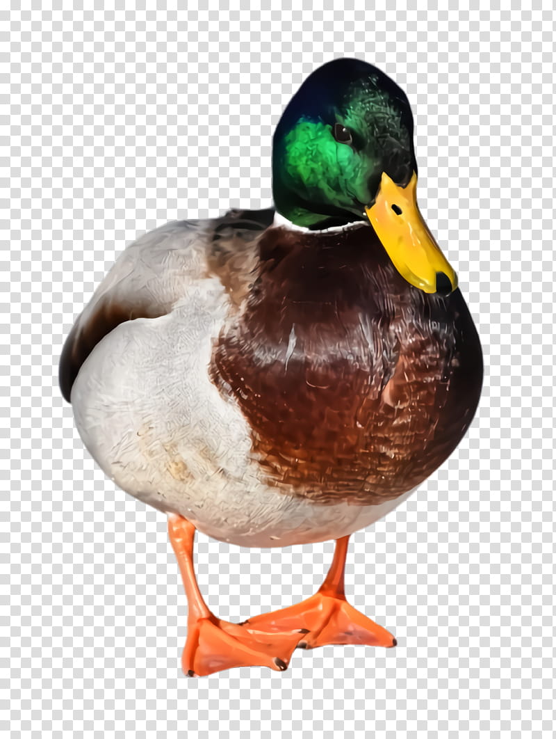 bird duck mallard ducks, geese and swans water bird, Ducks Geese And Swans, Waterfowl, Beak, American Black Duck, Hunting Decoy transparent background PNG clipart