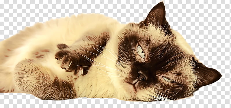 cat small to medium-sized cats birman himalayan ragdoll, Watercolor, Paint, Wet Ink, Small To Mediumsized Cats, Balinese, Siamese, Whiskers transparent background PNG clipart