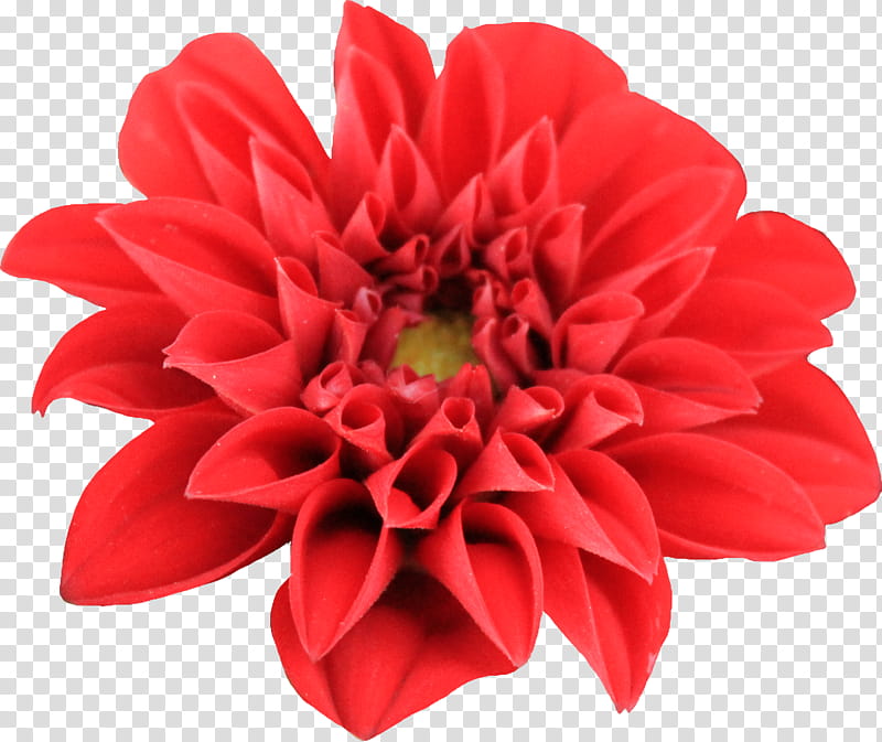 Dahlia , red petaled flower transparent background PNG clipart