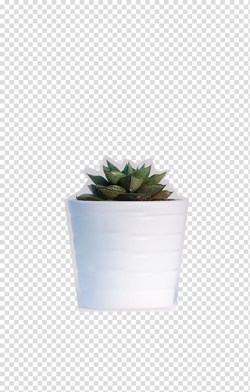 white plant pot transparent background PNG clipart