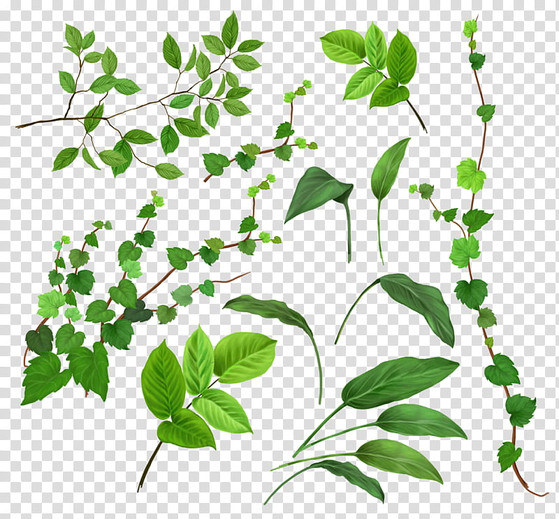 African Tree, Drawing, Vine, Giant African Snail, Plants, Plant Stem, Flower, Leaf transparent background PNG clipart