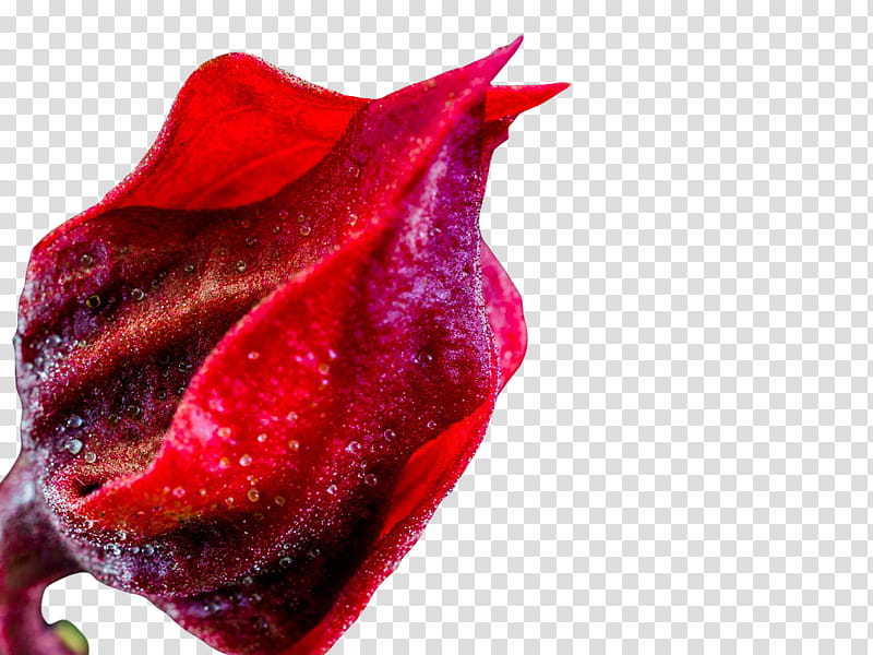 , red flower bud transparent background PNG clipart