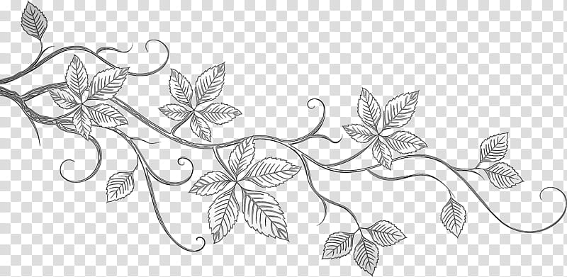 Ivy, Leaf, Plant, Flower, Blackandwhite, Line Art, Drawing, Pedicel transparent background PNG clipart
