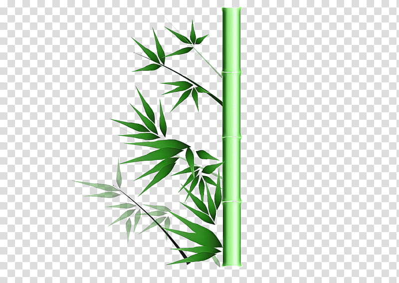 leaf green plant grass bamboo, Plant Stem, Hemp Family, Tree transparent background PNG clipart