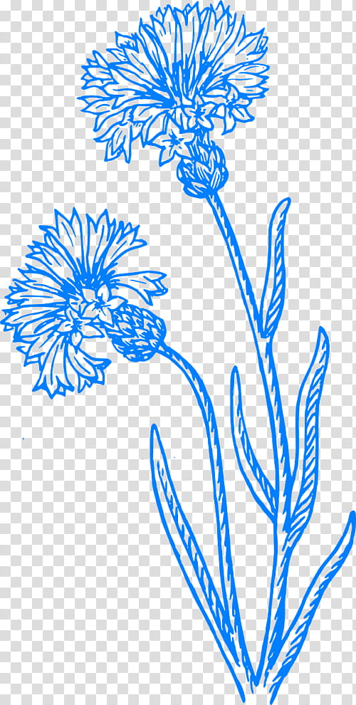 Black And White Flower, Cornflower, Drawing, Watercolor Painting, Line Art, Leaf, Plant, Flora transparent background PNG clipart