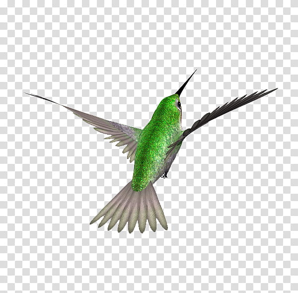Swallow Bird, Hummingbird, Passerine, Beak, Kingfisher, Common Nightingale, Blackcapped Kingfisher, Animal transparent background PNG clipart