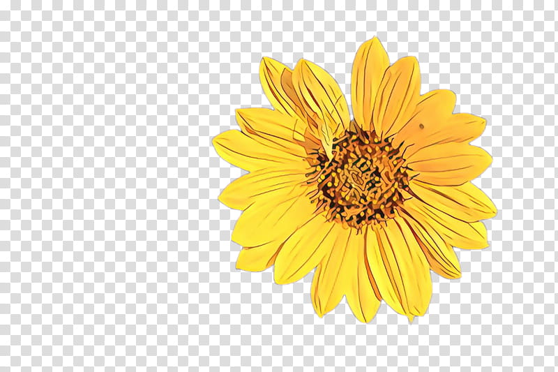 Flowers, Cartoon, Transvaal Daisy, Chrysanthemum, Yellow, Pot Marigold, Sunflower, Gerbera transparent background PNG clipart