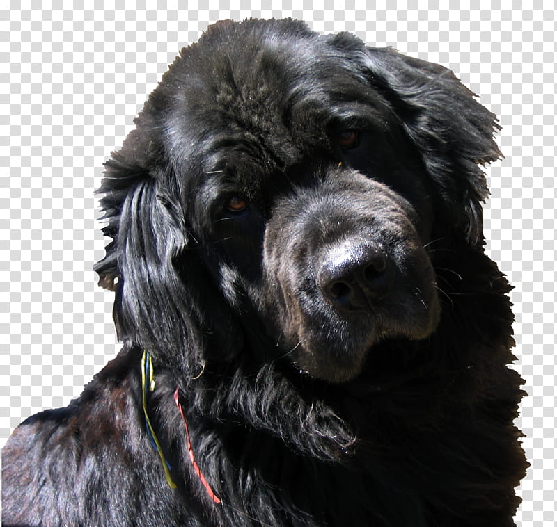 Newfoundlander Dog, long-coated black dog transparent background PNG clipart