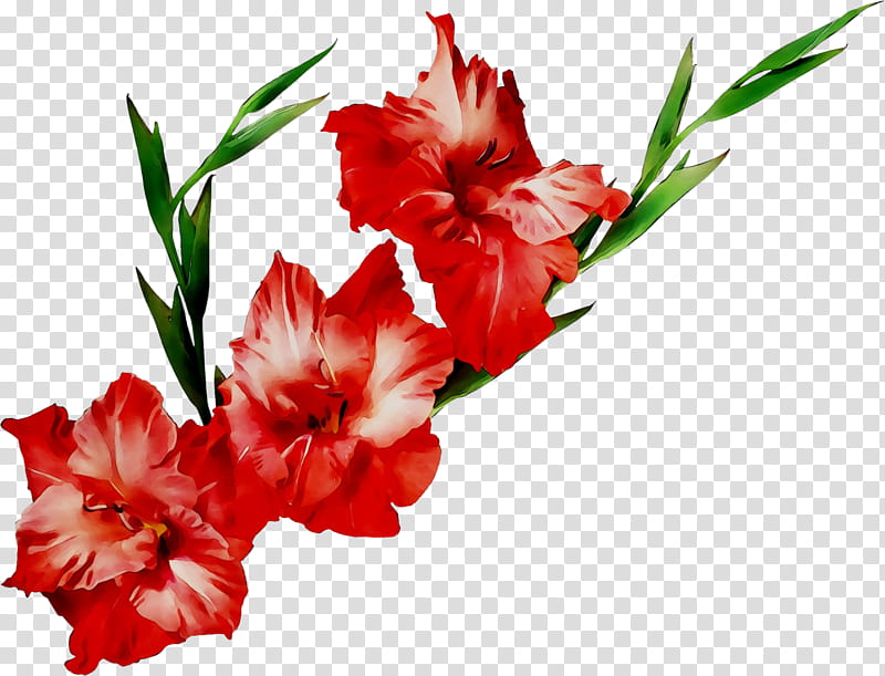 Wedding Flower, Gladiolus, Wedding Anniversary, Gift, Flower Bouquet, Cut Flowers, Floristry, Red transparent background PNG clipart