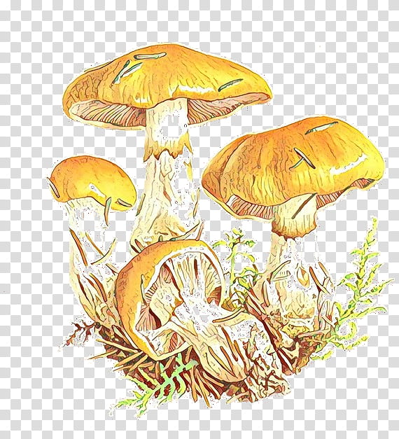 Mushroom, Edible Mushroom, Medicinal Fungi, Medicine, Orange Sa, Agaricomycetes, Agaricaceae, Agaricus transparent background PNG clipart
