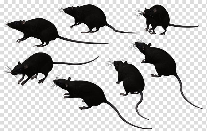 Black Rat Set , illustration of seven black rats transparent background PNG clipart
