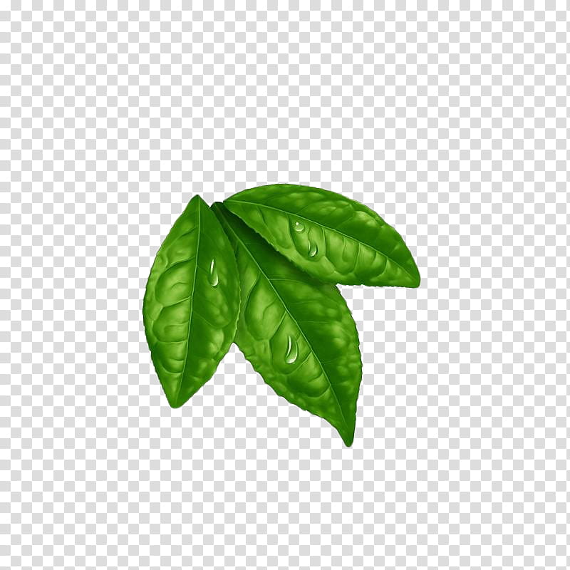 Colorpalace, green leaves illustrations transparent background PNG clipart