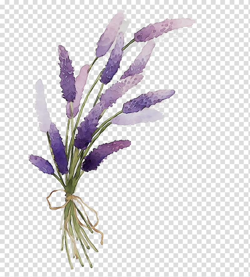 Lavender Flower, English Lavender, Province Of Teruel, Garden, Garden ...
