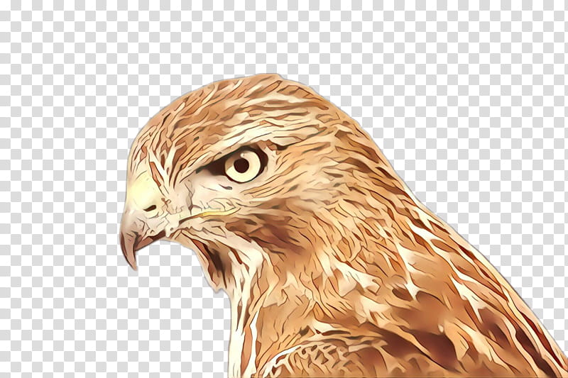 bird hawk bird of prey falcon accipitridae, Cartoon, Peregrine Falcon, Eagle, Beak transparent background PNG clipart