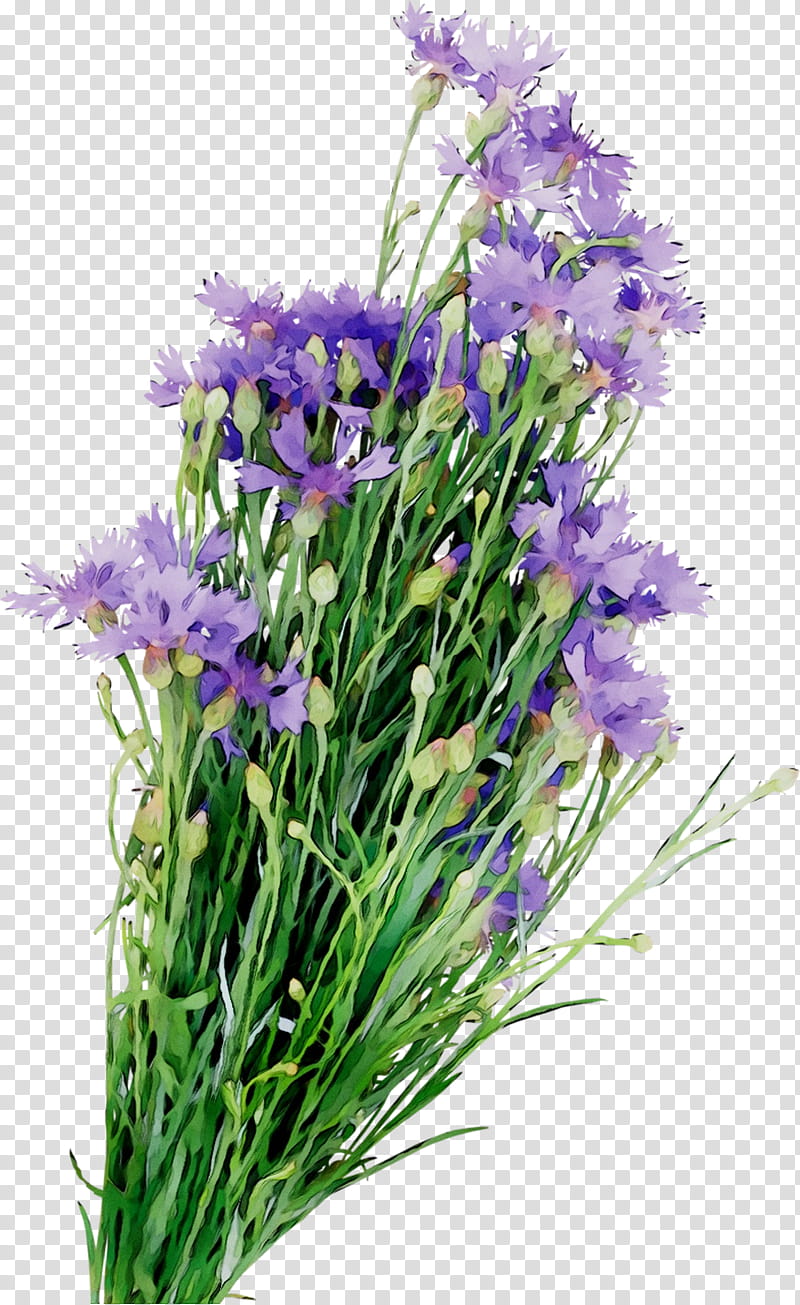 Flowers, English Lavender, Floral Design, Cut Flowers, Annual Plant, Plants, Purple, Bellflower Family transparent background PNG clipart