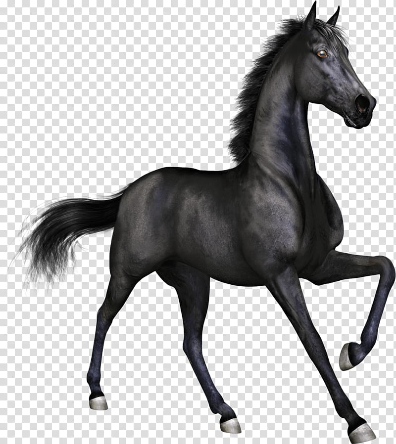 Horse, Arabian Horse, Stallion, Pony, Horse Racing, Mare, Black, White transparent background PNG clipart