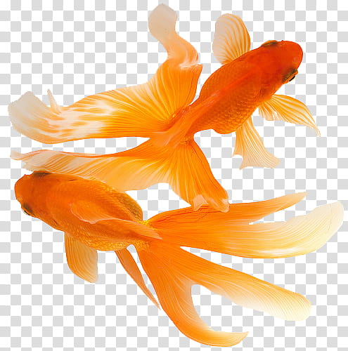 Mystical Nature DECO, two orange fishes transparent background PNG clipart