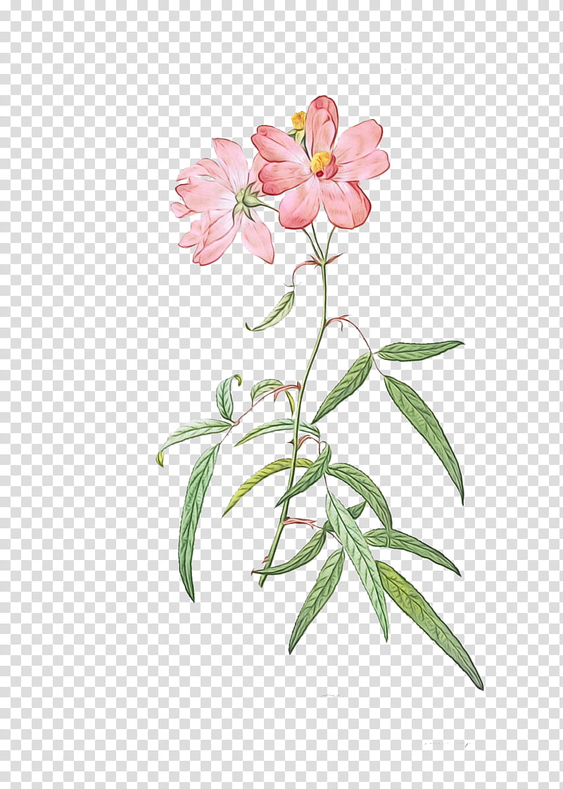 flower plant pink petal prickly rose, Watercolor, Paint, Wet Ink, Chinese Peony, Pedicel, Impatiens transparent background PNG clipart