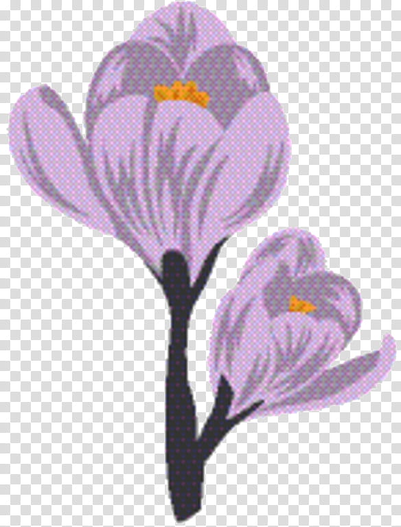 Saffron Flower, Crocus, M 0d, Violet, Family, Violaceae, Spring Crocus, Plant transparent background PNG clipart