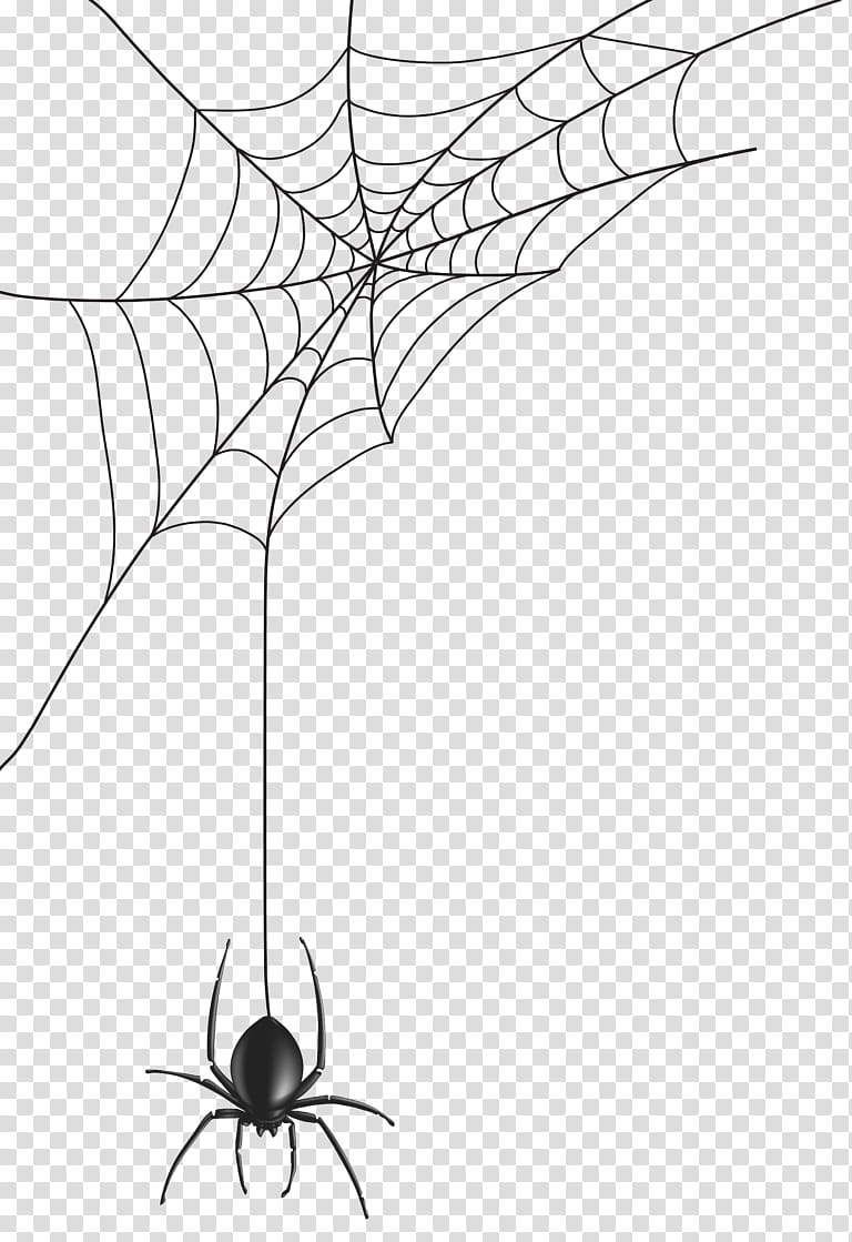 Spider Web, Drawing, Black House Spider, Black And White
, Leaf, Line Art, Plant, Flora transparent background PNG clipart