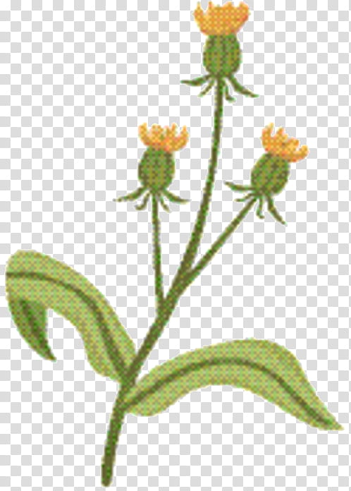 Plants, Flower, Plant Stem, Herbaceous Plant, Subshrub, Pedicel, Orange Hawkweed, Wildflower transparent background PNG clipart