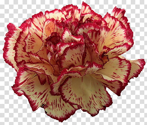Carnation , red and white-petaled flower transparent background PNG clipart