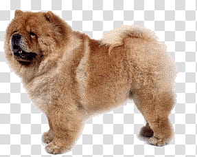 Chow Chow, adult brown chow chow transparent background PNG clipart