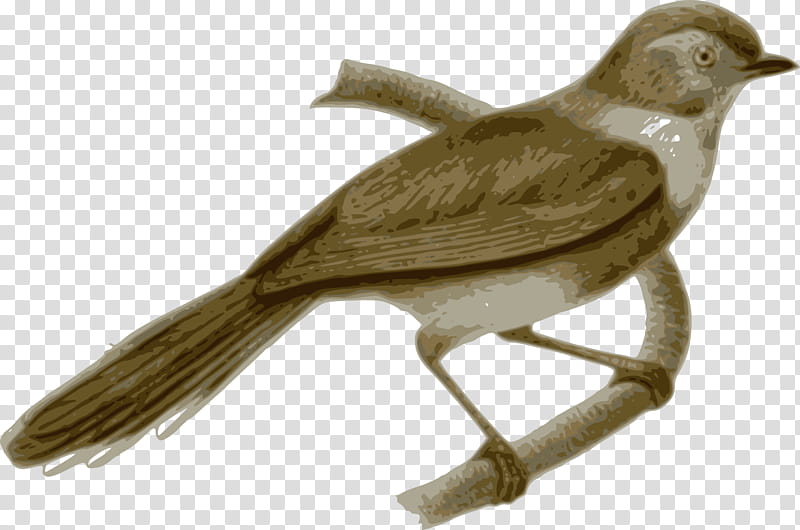 Eagle Bird, Sooty Bushtit, Feather, Drawing, Peafowl, Beak, Emberizidae, Nightingale transparent background PNG clipart