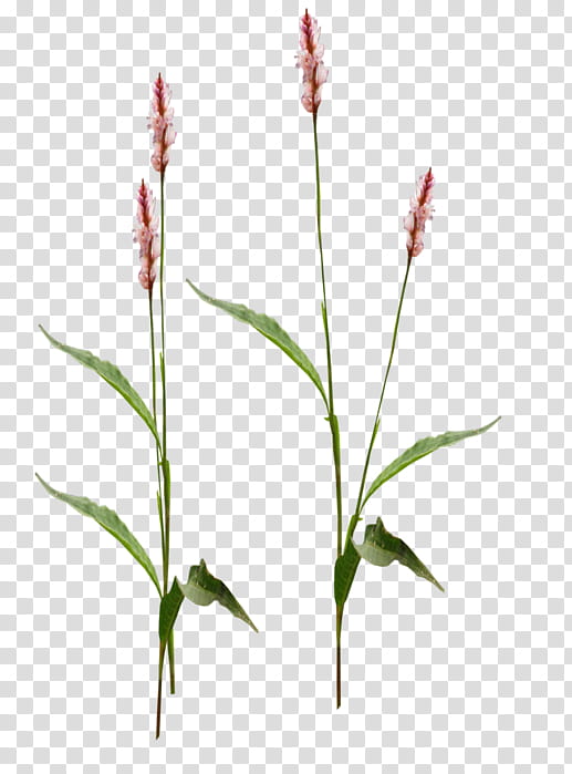Flower Stem, Blog, Sina Corp, Plant, Water Smartweed, Grass Family, Pedicel, Plant Stem transparent background PNG clipart