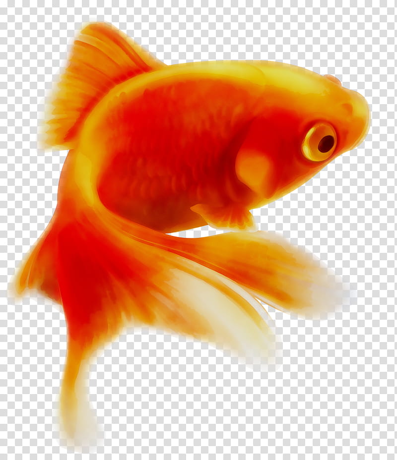 Fish, Goldfish, Common Goldfish, Common Carp, Aquarium, Orange, Fin, Feeder Fish transparent background PNG clipart